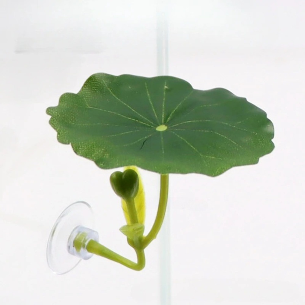 Planted Aquarium For Betta - Lotus leaf Betta Fish Hammock rest