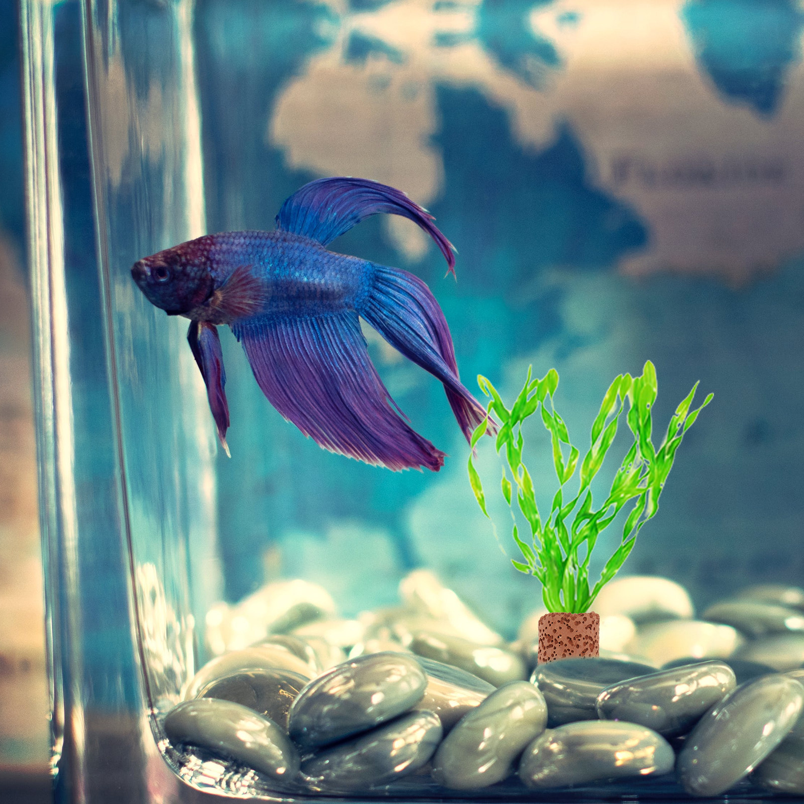 Aquarium Planted Setup - 10Pcs Creative Water Plant Fixed Ring