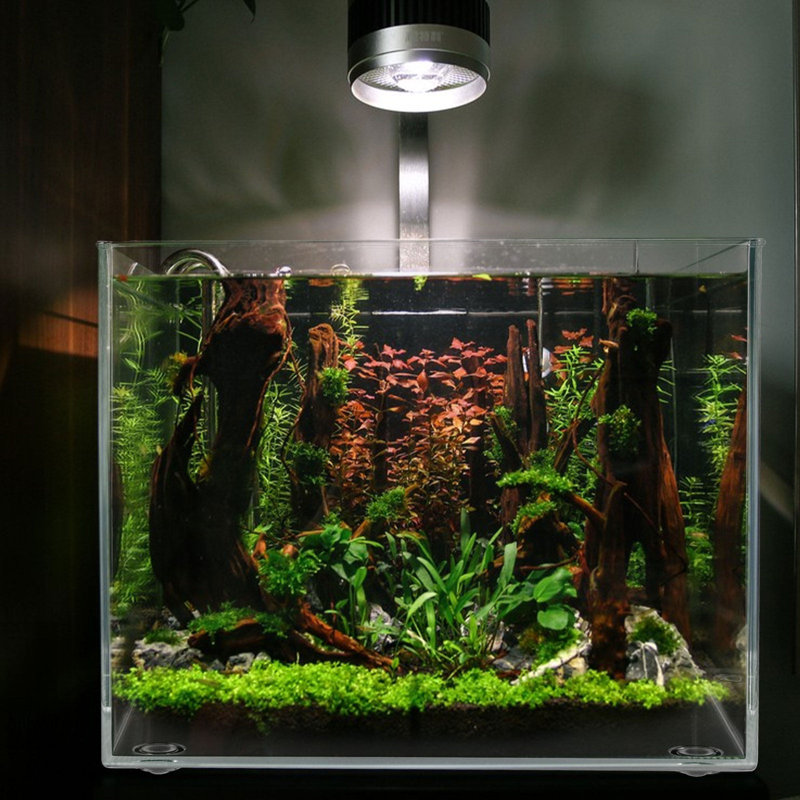 Desktop Mini Aquarium for Bett - Planted Aquarium For Betta recension och pris
