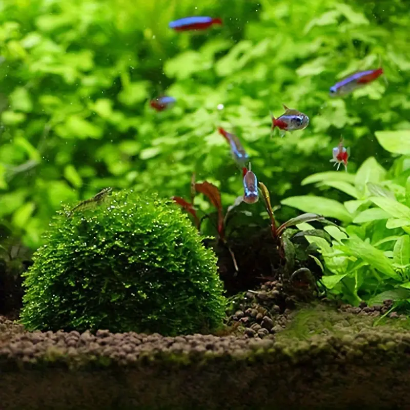Plastic Aquarium Moss Ball Fil - Aquarium Plant Rings recension och pris