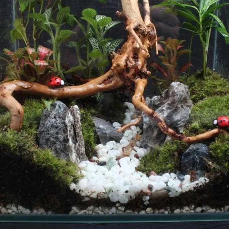 Natural Tree Trunk Driftwood A - Aquarium Plant Rings recension och pris