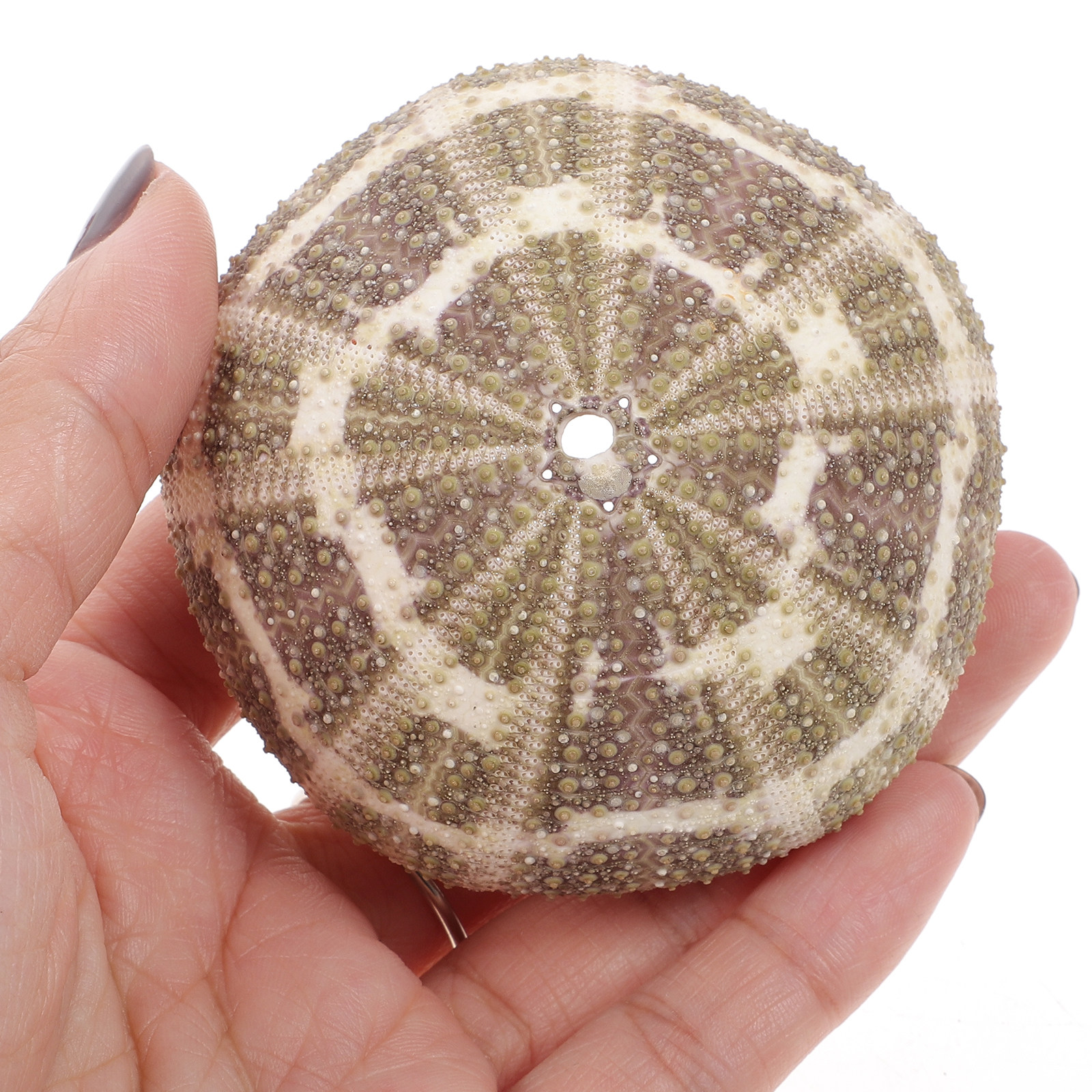6Pcs Urchin Shell Ornament Air - Aquarium Planted Setup recension och pris