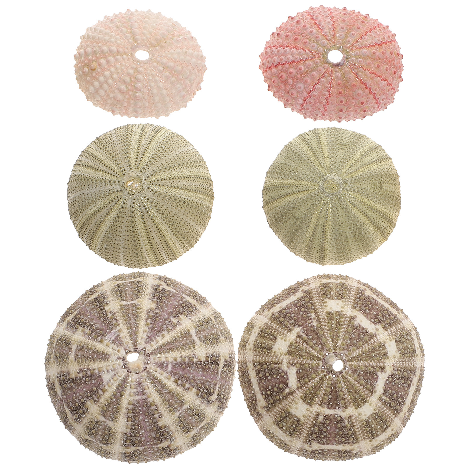 6Pcs Urchin Shell Ornament Air - Aquarium Planted Setup recension och pris