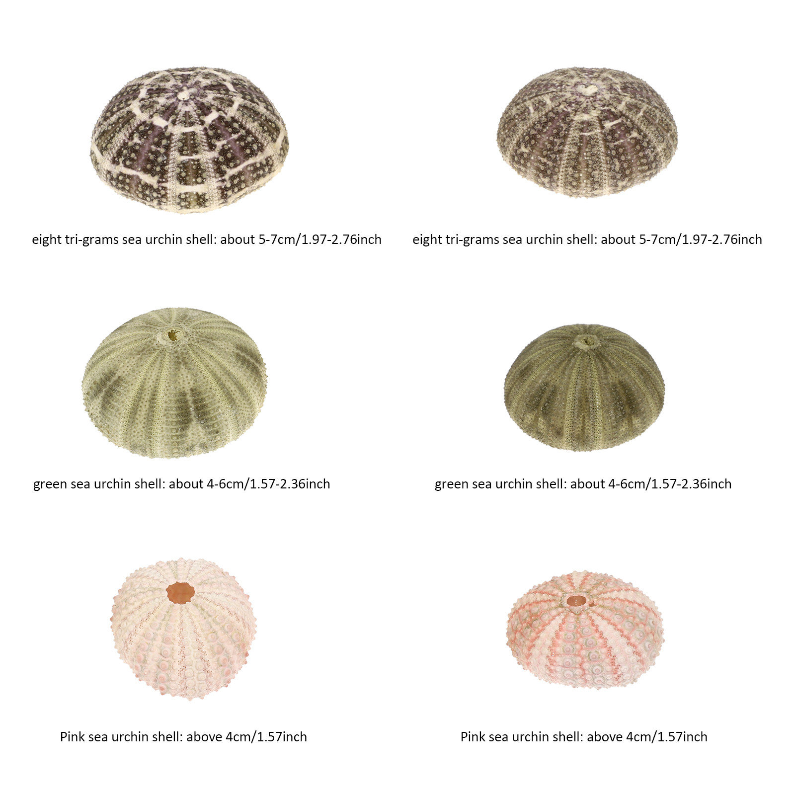 6Pcs Urchin Shell Ornament Air - Aquarium Planted Setup recension och pris
