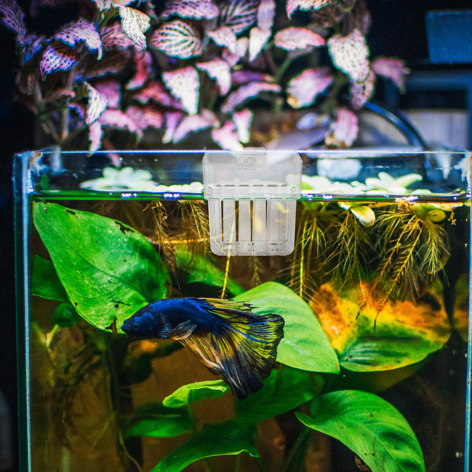 8Pcs Aquarium Plant Holder: Li - Aquarium Planted Setup recension och pris