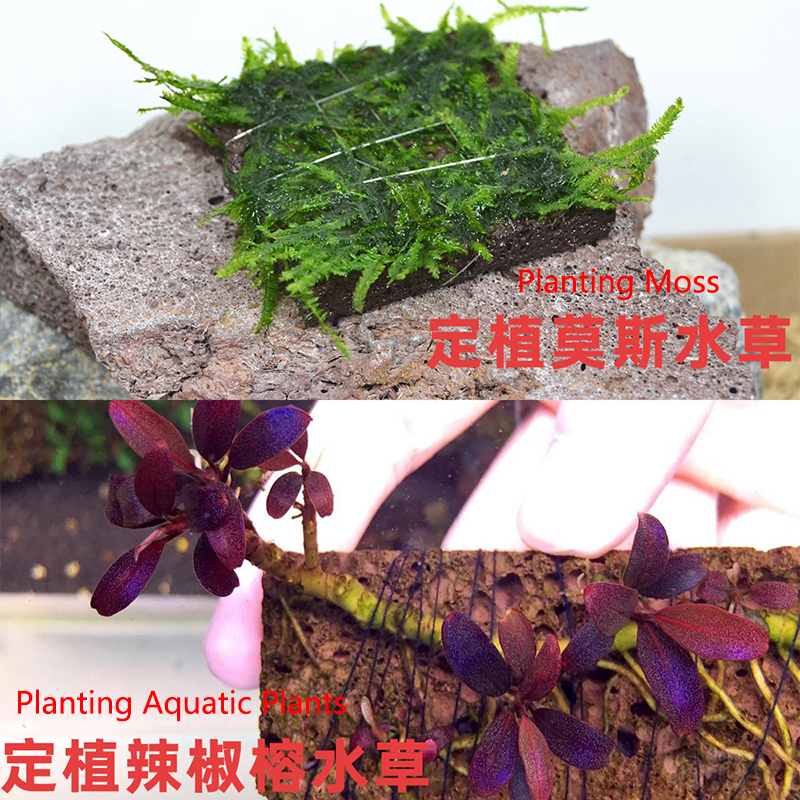 Volcanic Aquarium Decoration F - Aquarium Plant Rings recension och pris