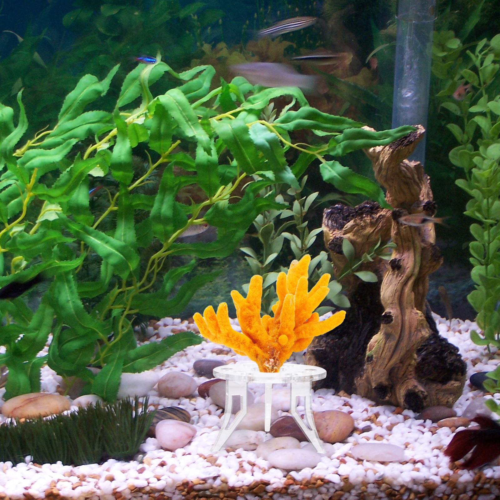 1Pcs Coral Base Stylish Strong - Aquarium Planted Setup recension och pris