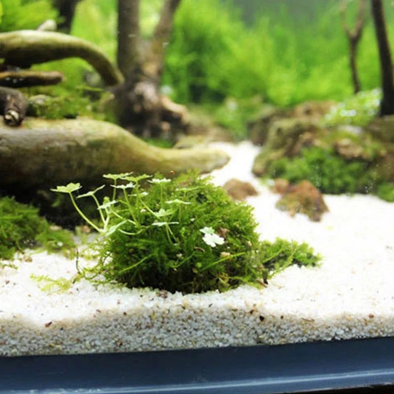2pc Aquarium Moss Ball Holder, - Planted Aquarium Models recension och pris